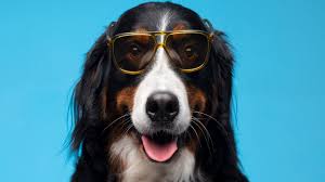 Cachorro Feliz